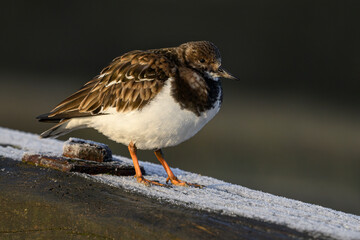 Turnstone, Ruddy Turnstone, Arenaria interpres, adult winter bird on a frosty boat ramp