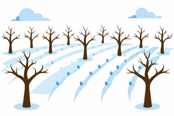 wintery orchard with rows of leafless trees 