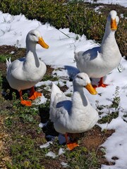 ducks on the snow