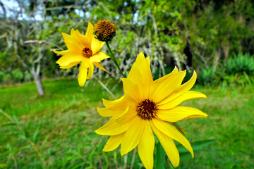 Close up of vibrant Leucanthemum vulgare flowers
