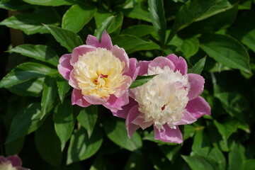 Nahaufnahme von blühenden Milchweißen Pfingstrosen (Paeonia lactiflora) im Frühling