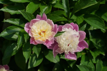 Fototapete Pfingstrosen Nahaufnahme von blühenden Milchweißen Pfingstrosen (Paeonia lactiflora) im Frühling  © Achim Wagner