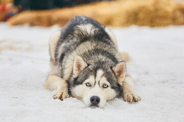 A Husky dog lies in the snow with a sad look. A dog from a team