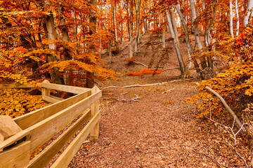 Golden autumn. Autumn leaves of the forest road fall to the ground