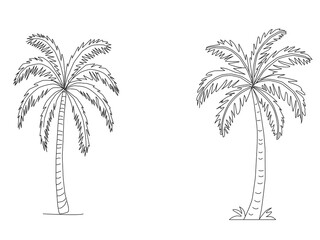 vector illustration of a palm tree. Palm tree vector. Palm tree silhoutte. Tropical palm tree.Vector set of hand-drawn palm trees in black and white outline.Minimal tropical design perfect for summer.