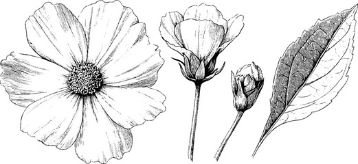 Fototapeta premium Engraved cosmos flower set for botanical art and design projects