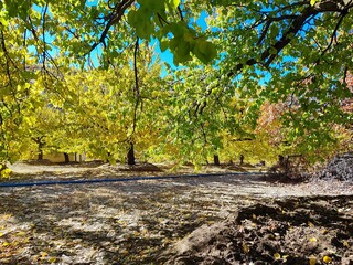 Obraz premium autumn in the park