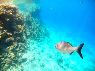 Tropical fish swim near a coral reef in the Red Sea. Egypt