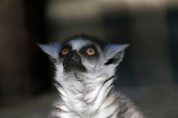 見上げるワオキツネザルの顔のアップ