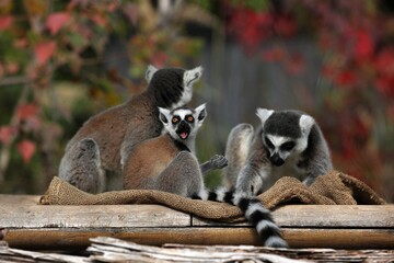 嬉しそうにエサを食べるワオキツネザルの子供