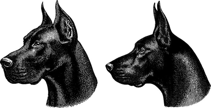 Detailed engraving of great dane dog profiles for art and design