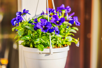 Violet pansy flowers blooming in white hanging pot on sunny patio near glass door and outdoor furniture. Sweden.