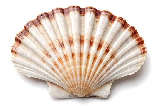 Single scallop shell on white background