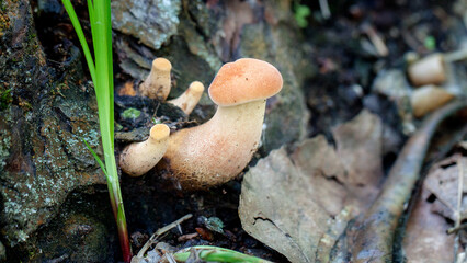 mushroom in the forest