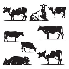 Set of jersey cow silhouettes in various poses. isolated vector on white background