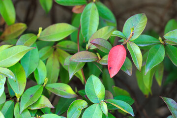 close up of a pink leaf