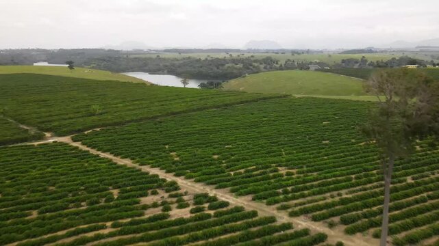 Planta&ccedil;&atilde;o de caf&eacute; em Linhares, Esp&iacute;rito Santo, Brasil. 