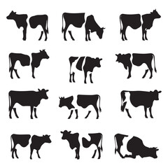 Set of jersey cow silhouettes in various poses. isolated vector on white background