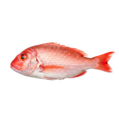 Fresh red snapper fish isolated on transparent background
