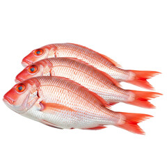 Three red snapper fish isolated on transparent background