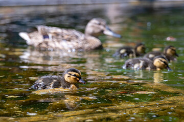 duck and ducklings