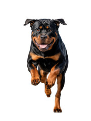 Fototapeta premium Rottweiler Running Towards Camera with Happy Expression on Transparent Background, Dog Breed