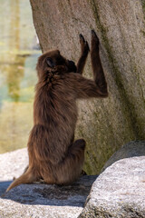The monkey is looking for something on the rock wall