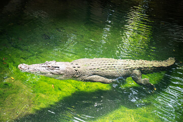 Slowly Swimming Crocodile The Zoo