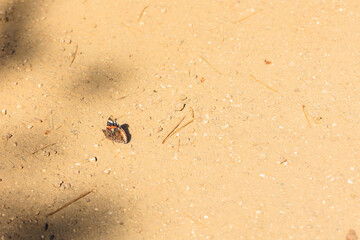 a butterfly on the sand