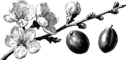 Vintage botanical art of plum blossom and fruit for design and print