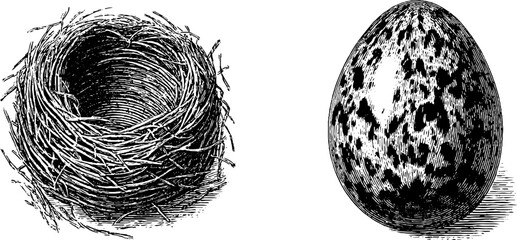Engraved illustration of quail egg and nest - nature art for educational and decorative use