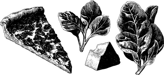Engraved culinary illustration of quiche slice with spinach and cheese for design