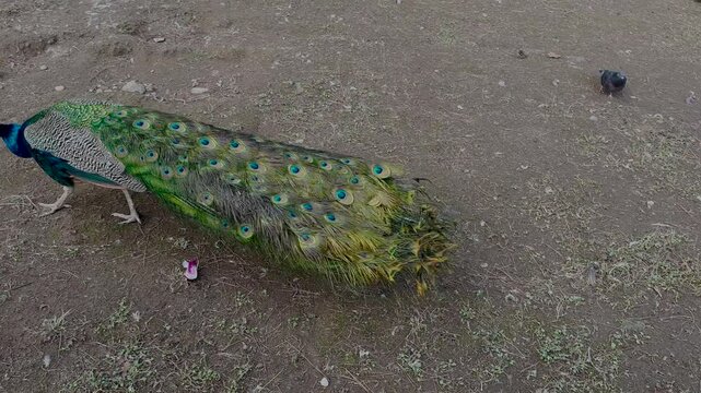 Batumi's Public Park in Ajara With Vibrant Peacocks and Beautiful Landscapes