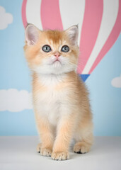 Scottish Straight cat on a light background