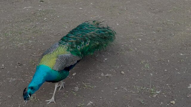 Batumi's Public Park in Ajara With Vibrant Peacocks and Beautiful Landscapes