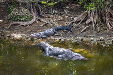 Pair of alligators in a swamp at the Loop Road scenic drive in the Everglades National Park, Florida
