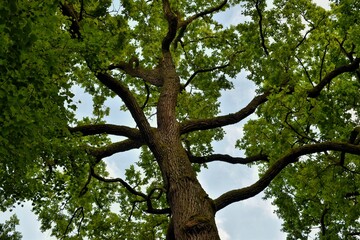 Fototapeta premium tree in the park