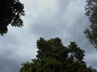clouds and trees
