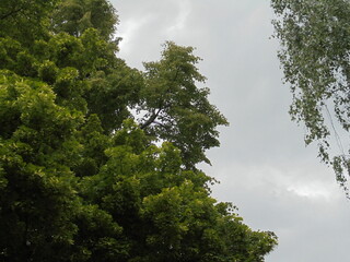 trees and sky
