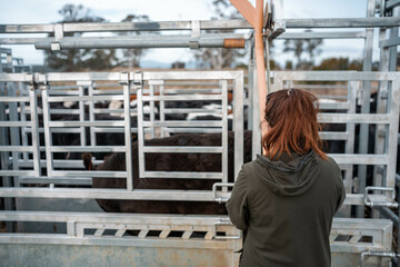 female farmer on a farm. women in agriculture working hard in stock yards herding cattle to weigh cows. organic and free range livestock sustainable ranch, being grown on a farm in tasmania Australia.