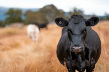 female farmer on a farm. women in agriculture working hard in stock yards herding cattle to weigh cows. organic and free range livestock sustainable ranch, being grown on a farm in tasmania Australia.