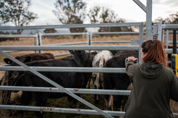 female farmer on a farm. women in agriculture working hard in stock yards herding cattle to weigh cows. organic and free range livestock sustainable ranch, being grown on a farm in tasmania Australia.