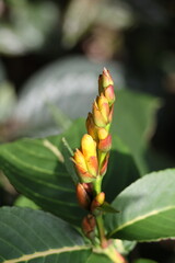 A flowering spike of Yellow Orange flowers of the Gold Vein plant/Zebra plant (Sanchezia speciosa)...