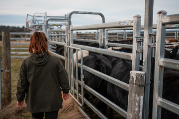 female farmer on a farm. women in agriculture working hard in stock yards herding cattle to weigh...