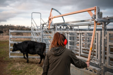 female farmer on a farm. women in agriculture working hard in stock yards herding cattle to weigh...