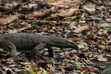 Monitor Lizard - Clouded Monitor Lizard (Varanus nebulosus) moving on the ground, searching for...