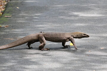 Monitor Lizard - Clouded Monitor Lizard (Varanus nebulosus) moving on the ground, searching for food. Note the dotted pattern on its scaly skin which identifies it as a Clouded Monitor Lizard.