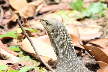Monitor Lizard - Clouded Monitor Lizard (Varanus nebulosus) with its head raised, under the bright...
