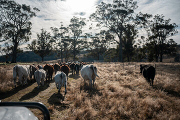 female farmer on a farm. women in agriculture working hard in stock yards herding cattle to weigh...