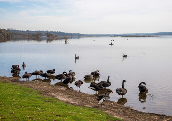 Group of Black Swans Resting by a Serene Lakeside in Joondalup Lake Picnic Cove, Perth, Australia, 27 April 2020